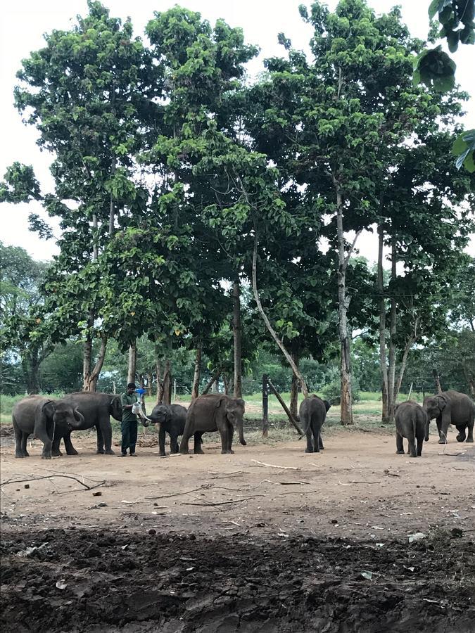 Dinesh Safari Homestay อุดาวาลาเว ภายนอก รูปภาพ