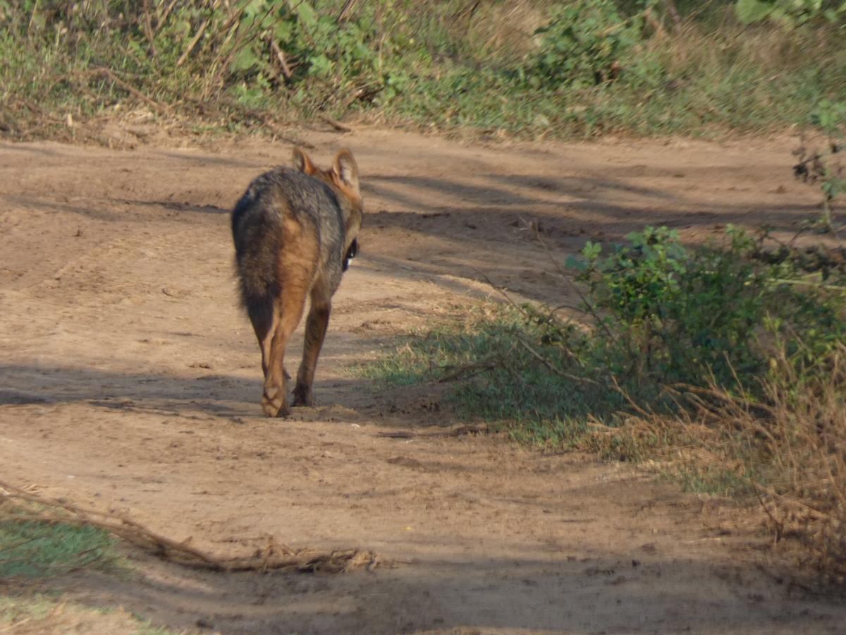 Dinesh Safari Homestay อุดาวาลาเว ภายนอก รูปภาพ