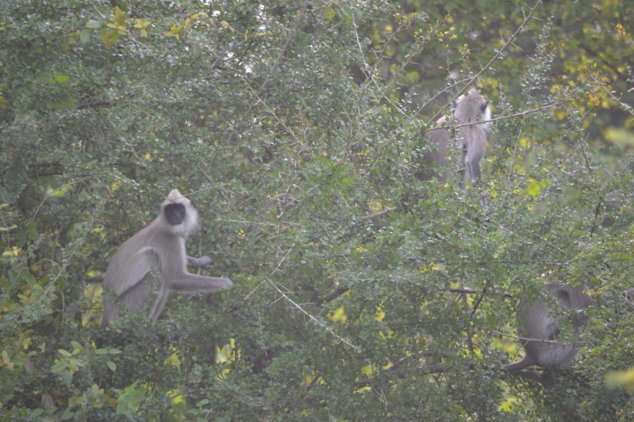 Dinesh Safari Homestay อุดาวาลาเว ภายนอก รูปภาพ